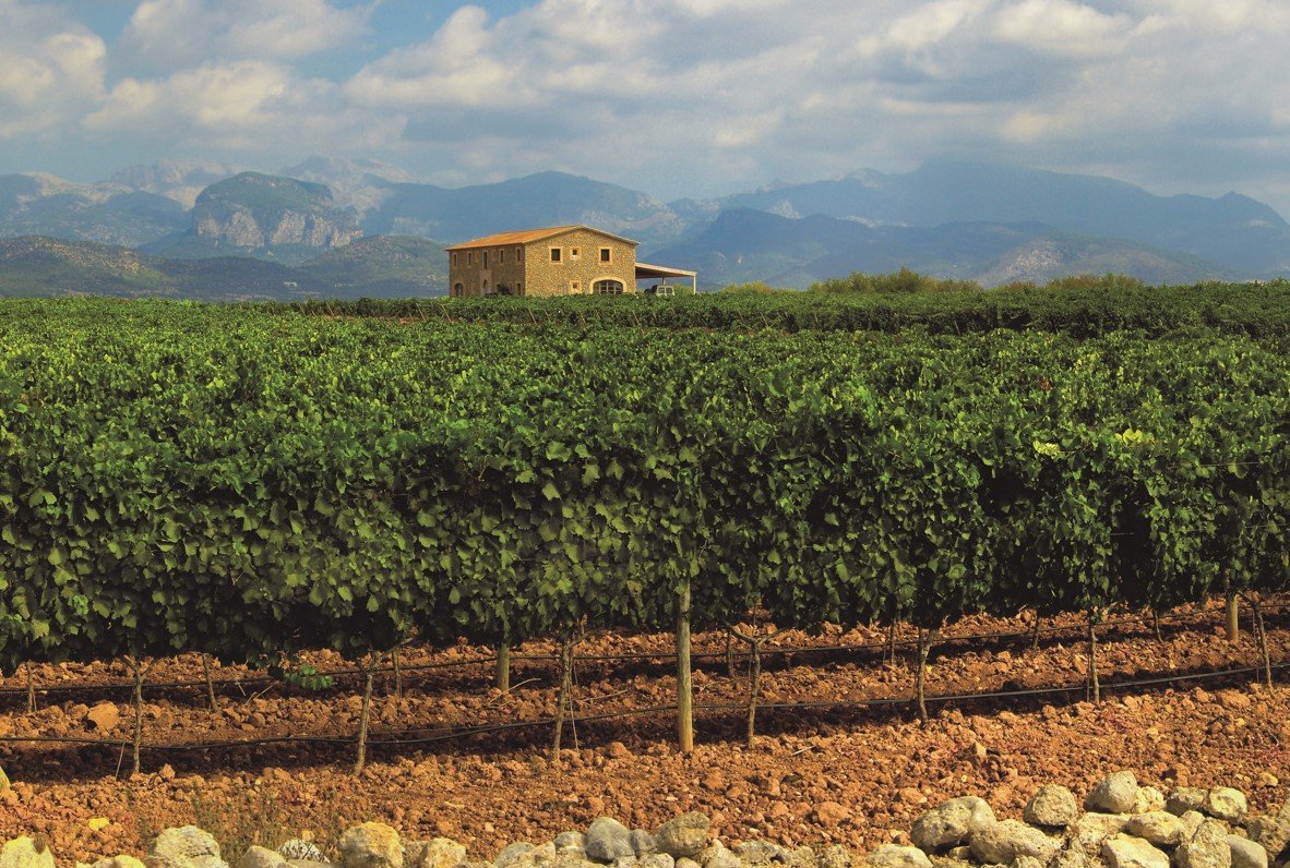 grape vines in the winery